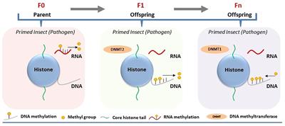 Epigenetic remodeling in insect immune memory